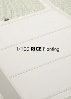 1/100 Rice Planting