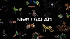 Night Safari