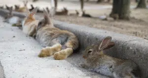 rabbitisland2