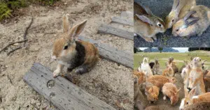 rabbitisland3